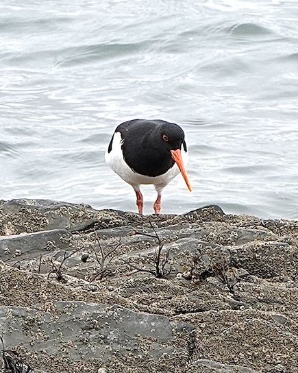 oystercatcher
